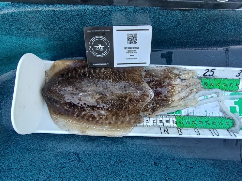 Fish Measure Picture