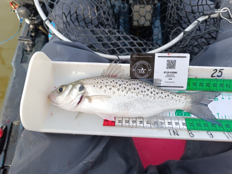 Fish Measure Picture