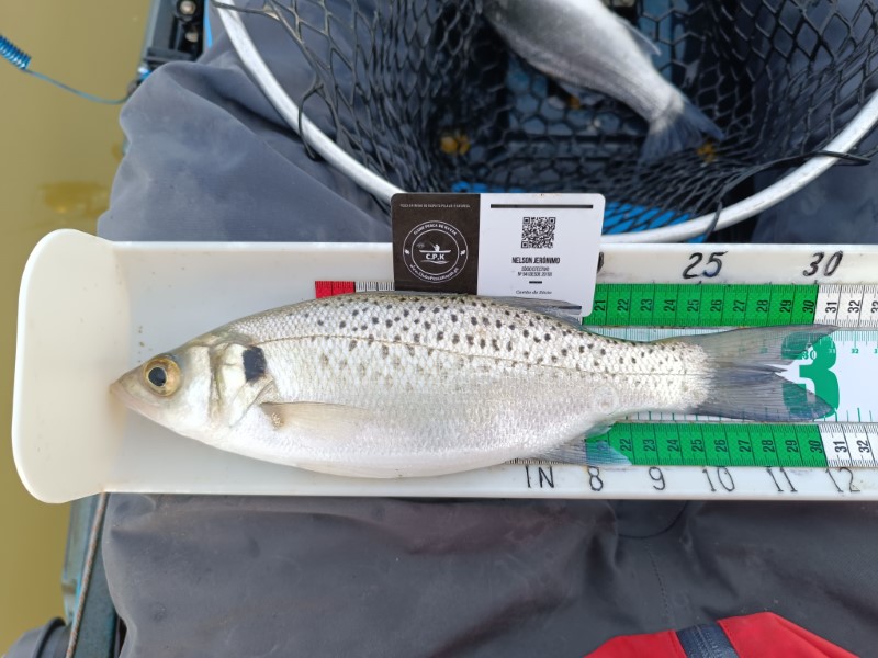 Fish Measure Picture