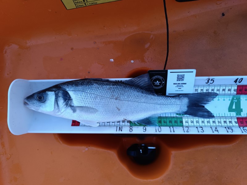 Fish Measure Picture