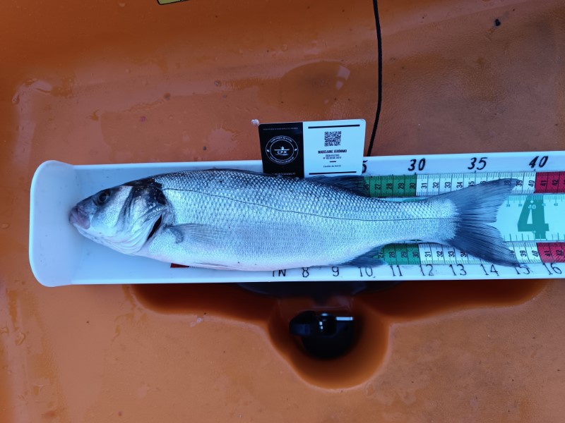 Fish Measure Picture