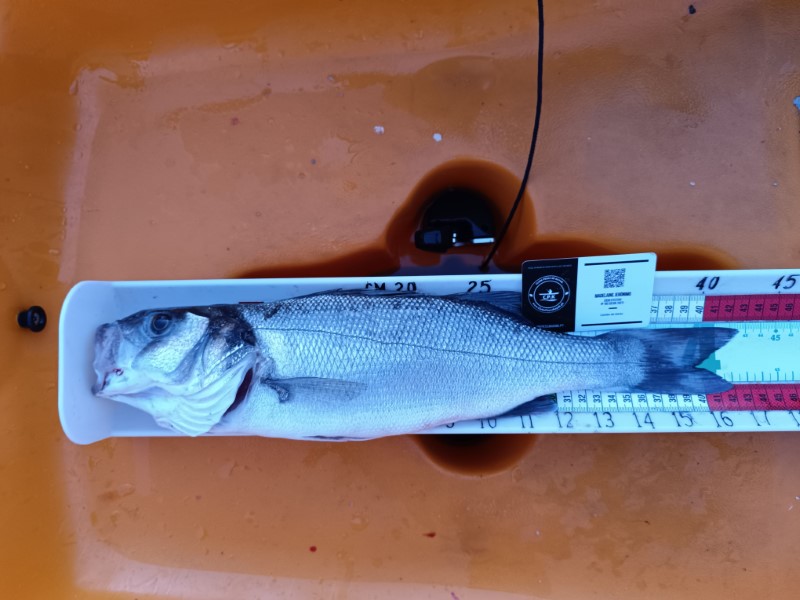 Fish Measure Picture