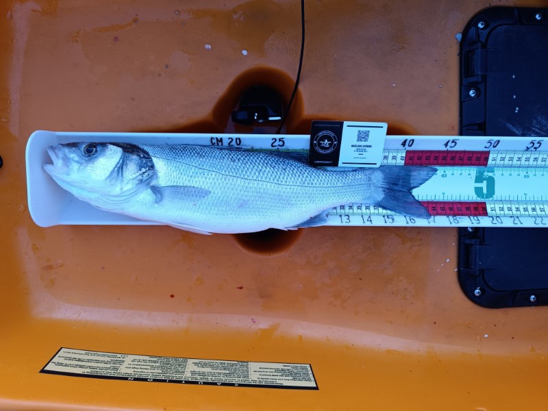 Fish Measure Picture