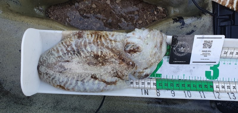 Fish Measure Picture