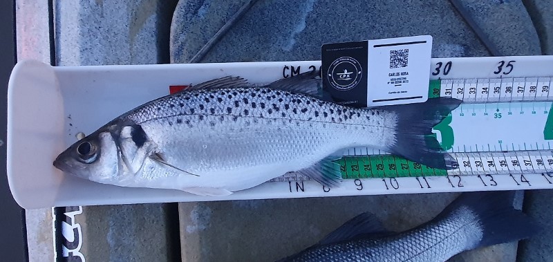Fish Measure Picture