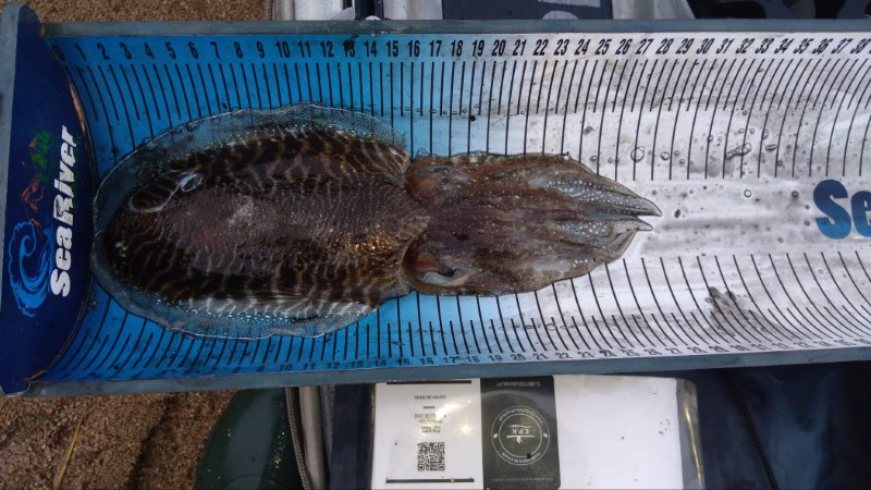 Fish Measure Picture