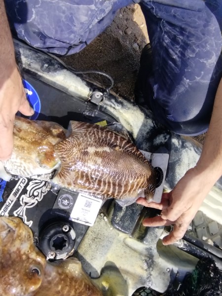 Fish Measure Picture