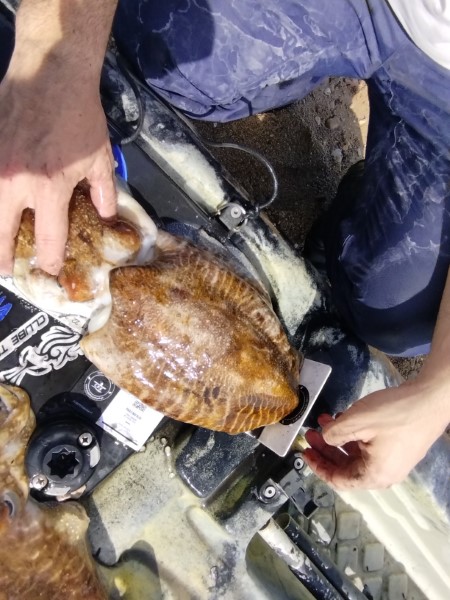 Fish Measure Picture