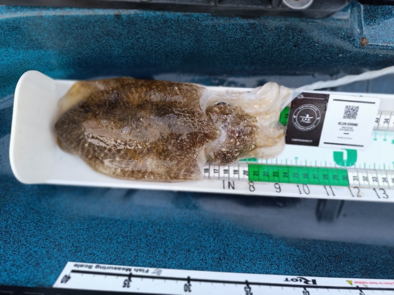 Fish Measure Picture