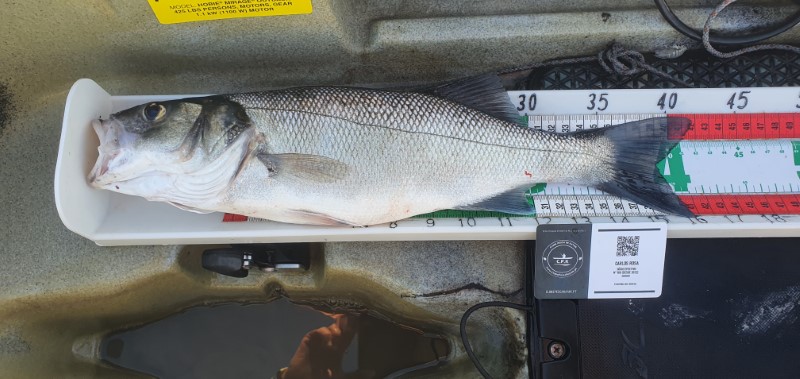 Fish Measure Picture