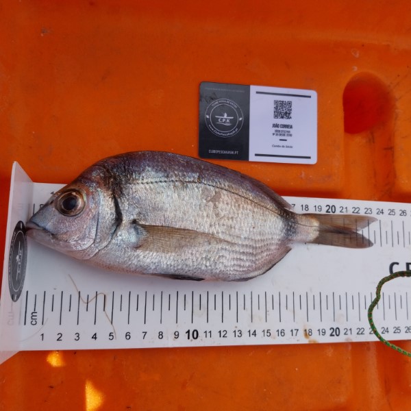 Fish Measure Picture