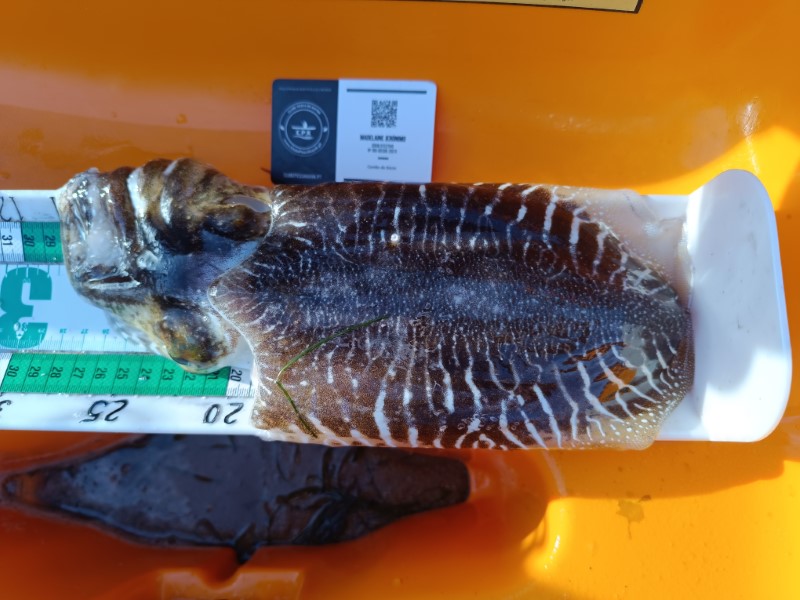 Fish Measure Picture