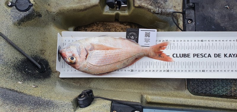 Fish Measure Picture