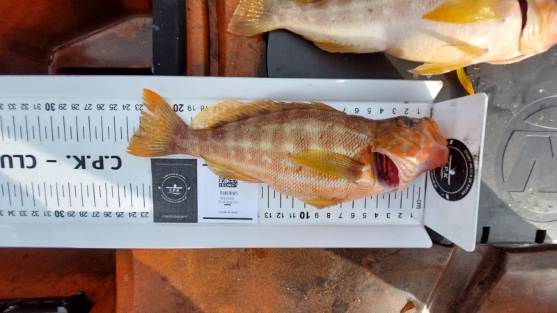 Fish Measure Picture