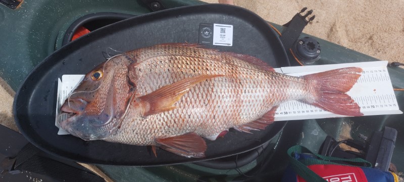 Fish Measure Picture