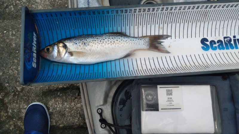 Fish Measure Picture