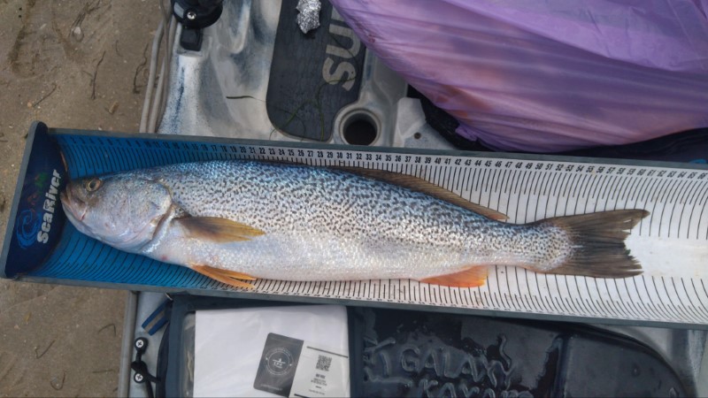 Fish Measure Picture
