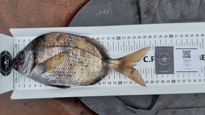 Fish Measure Picture
