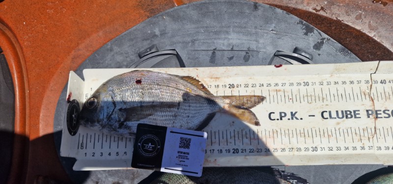 Fish Measure Picture