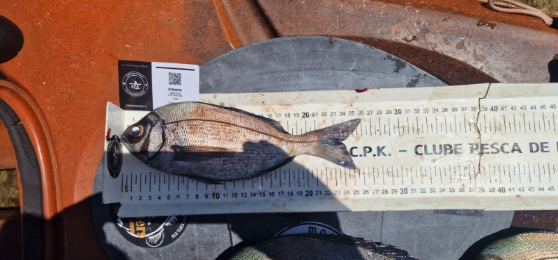 Fish Measure Picture