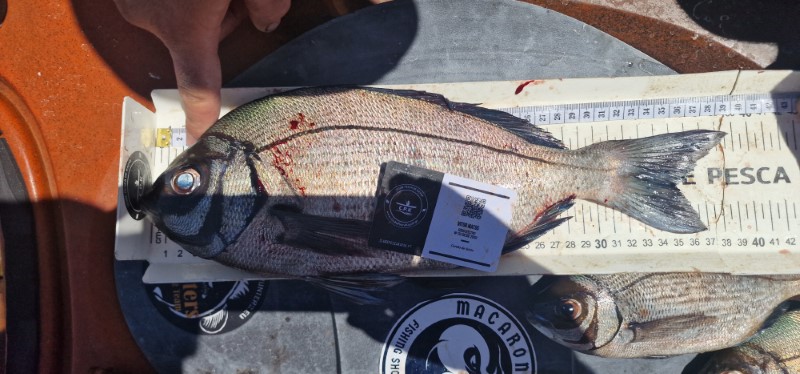 Fish Measure Picture