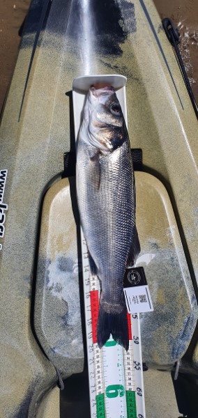 Fish Measure Picture