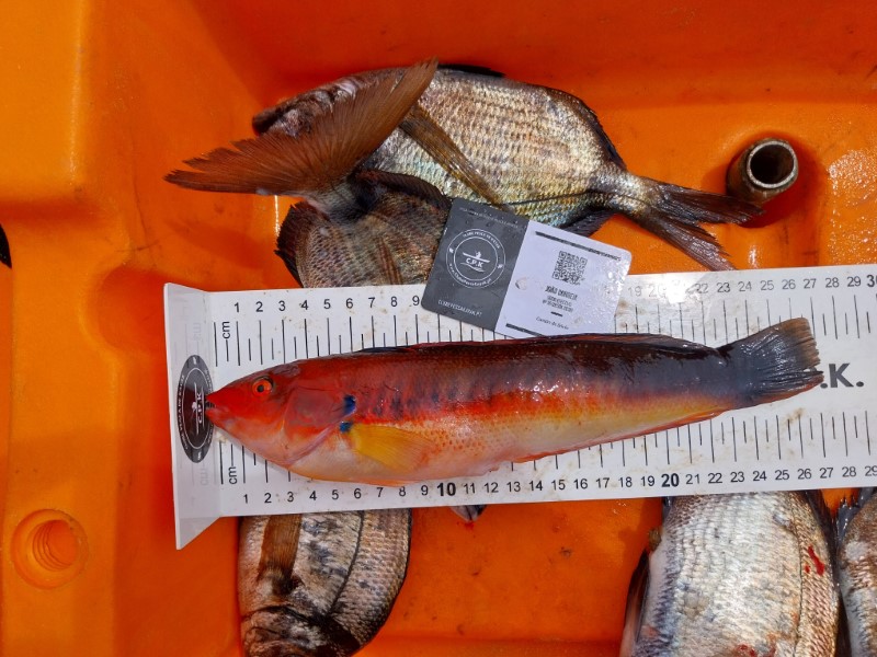 Fish Measure Picture