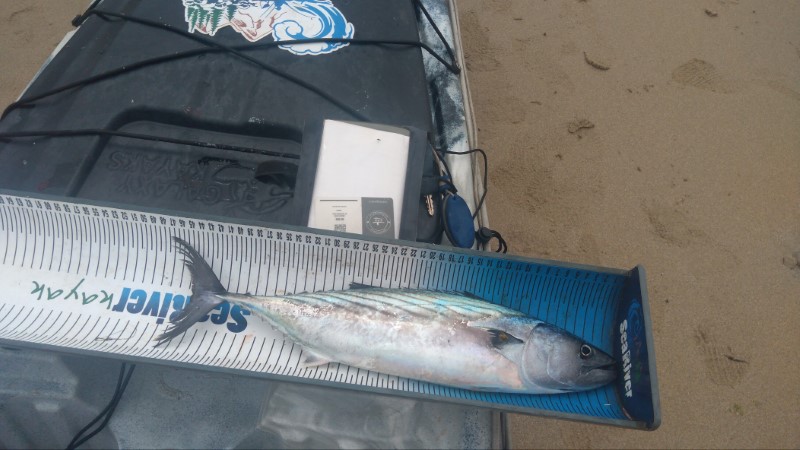Fish Measure Picture