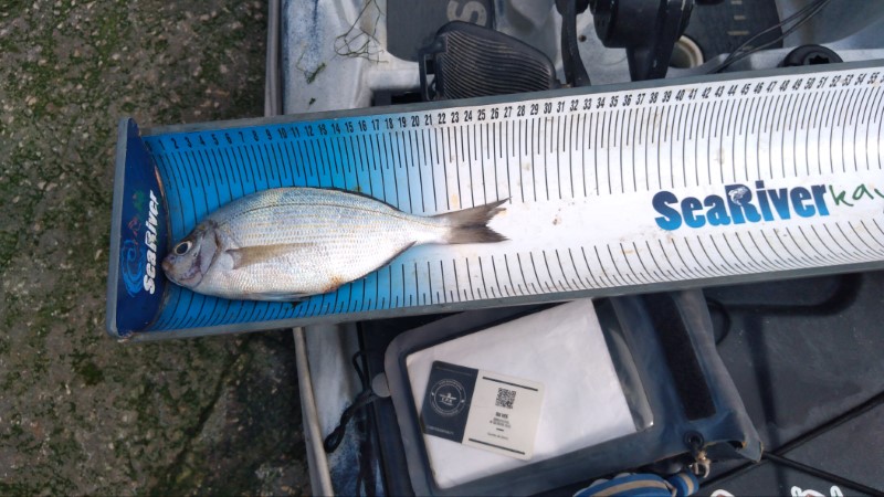 Fish Measure Picture