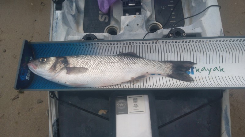 Fish Measure Picture