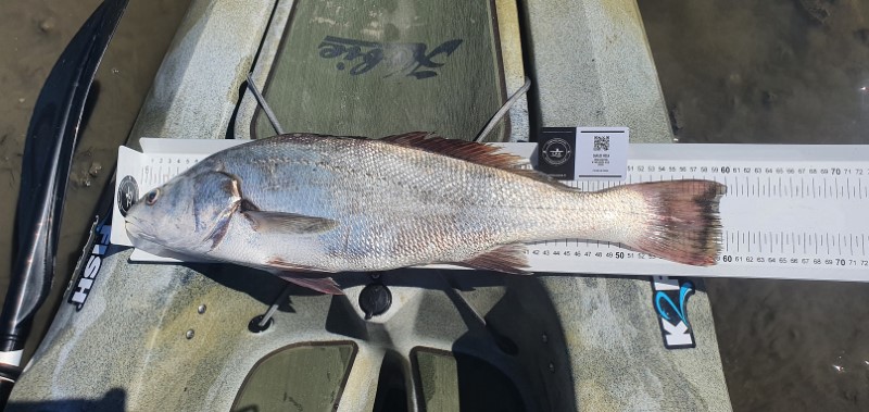 Fish Measure Picture