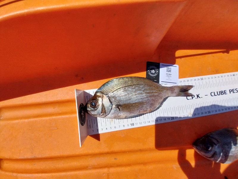 Fish Measure Picture