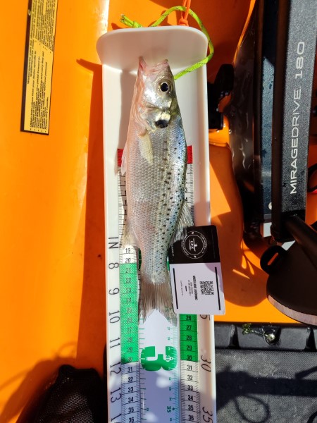 Fish Measure Picture