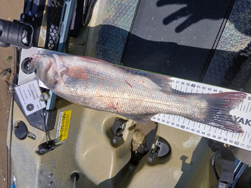 Fish Measure Picture