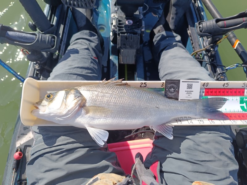 Fish Measure Picture