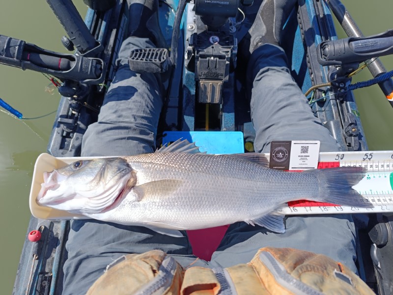 Fish Measure Picture