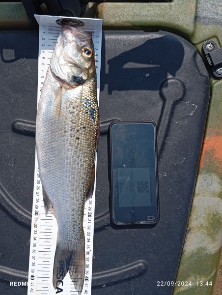 Fish Measure Picture