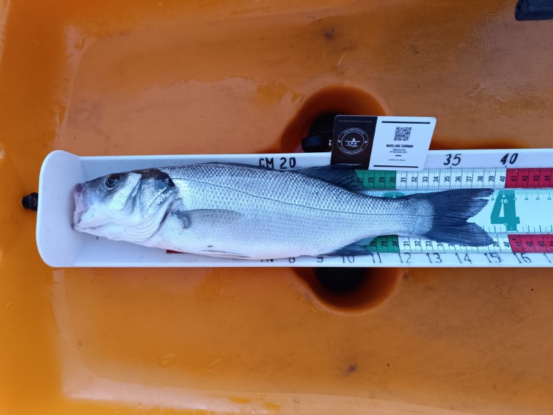 Fish Measure Picture