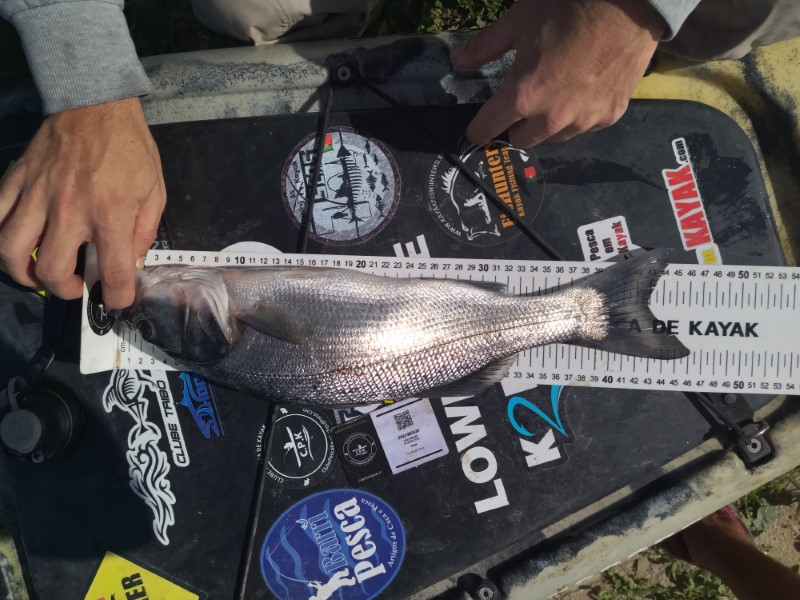 Fish Measure Picture