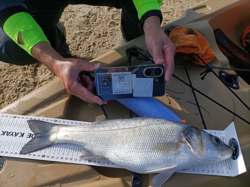 Fish Measure Picture