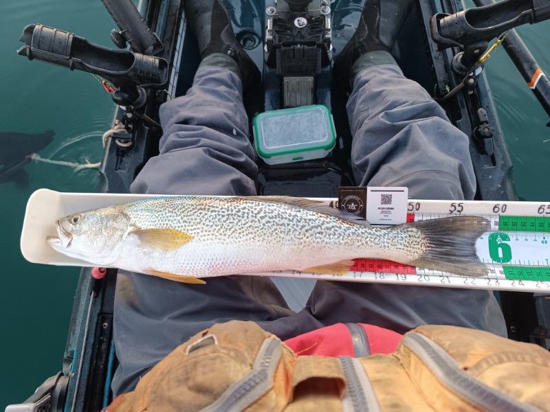 Fish Measure Picture
