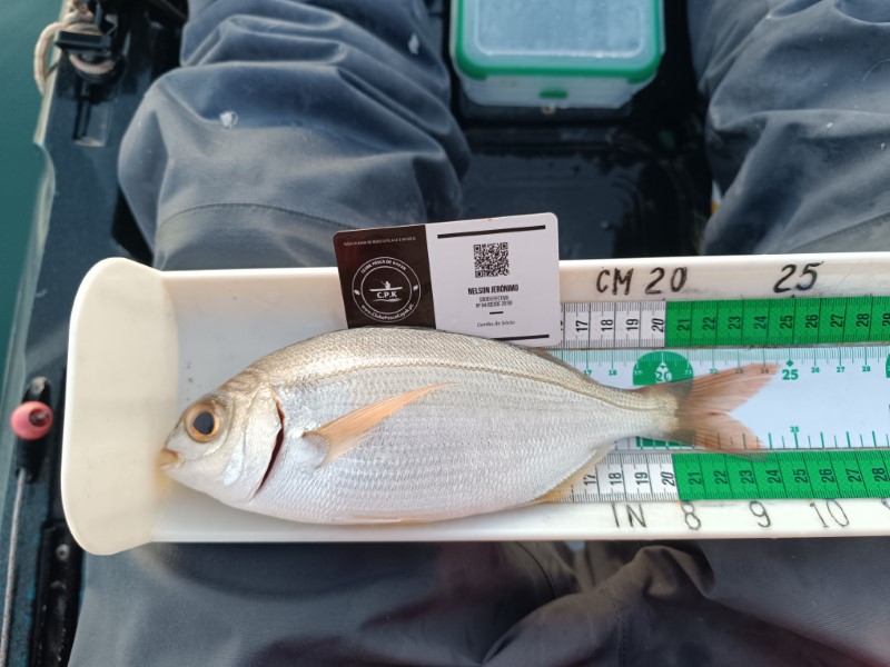 Fish Measure Picture