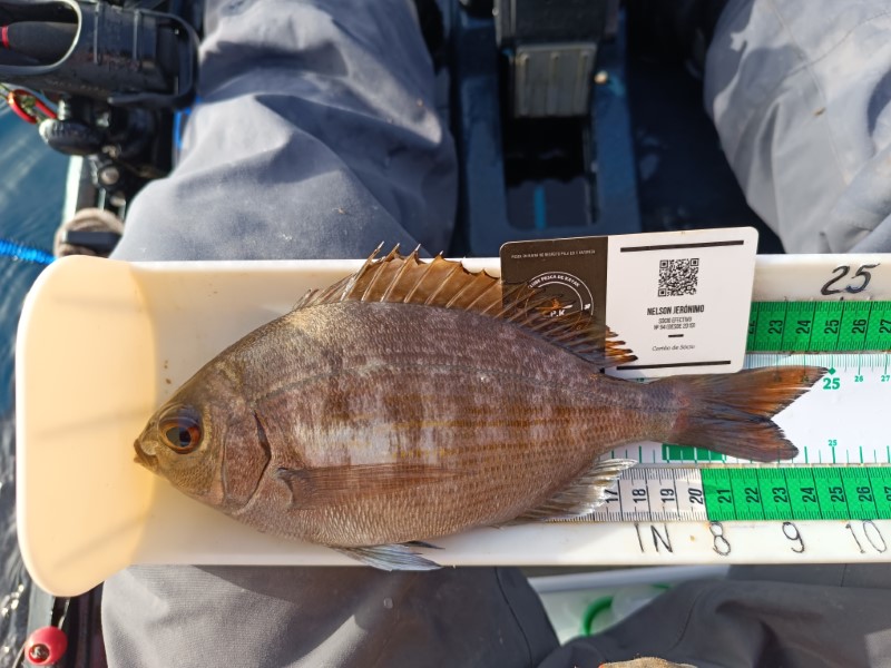 Fish Measure Picture