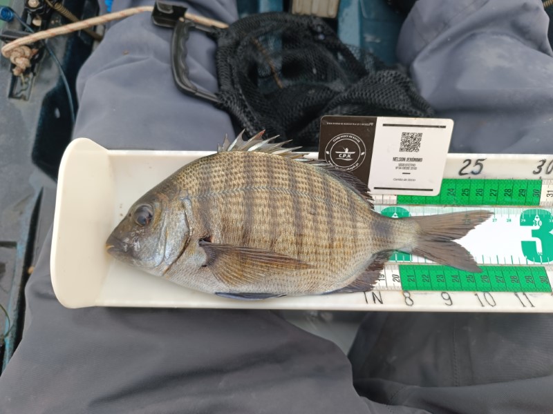Fish Measure Picture