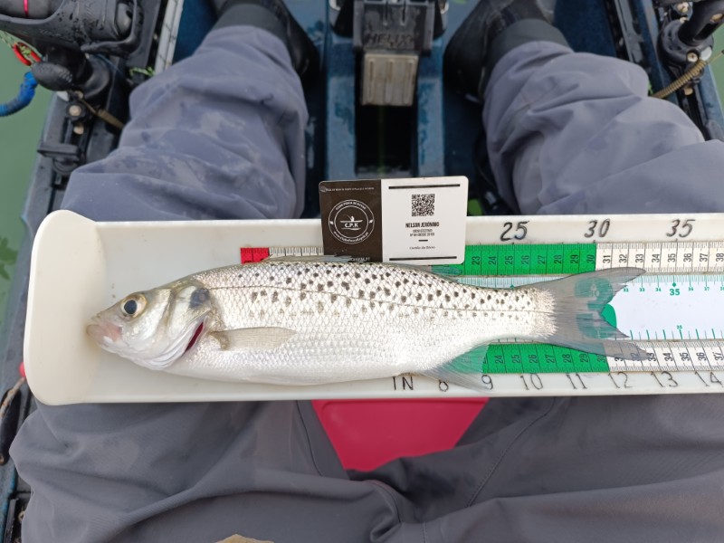 Fish Measure Picture