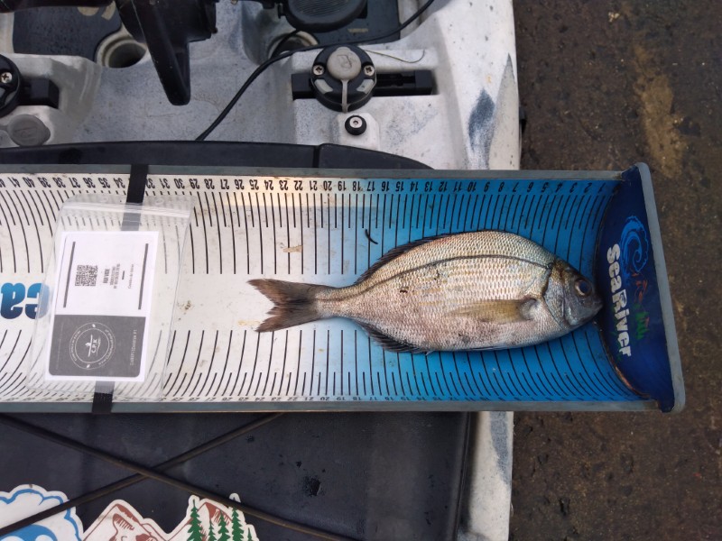 Fish Measure Picture