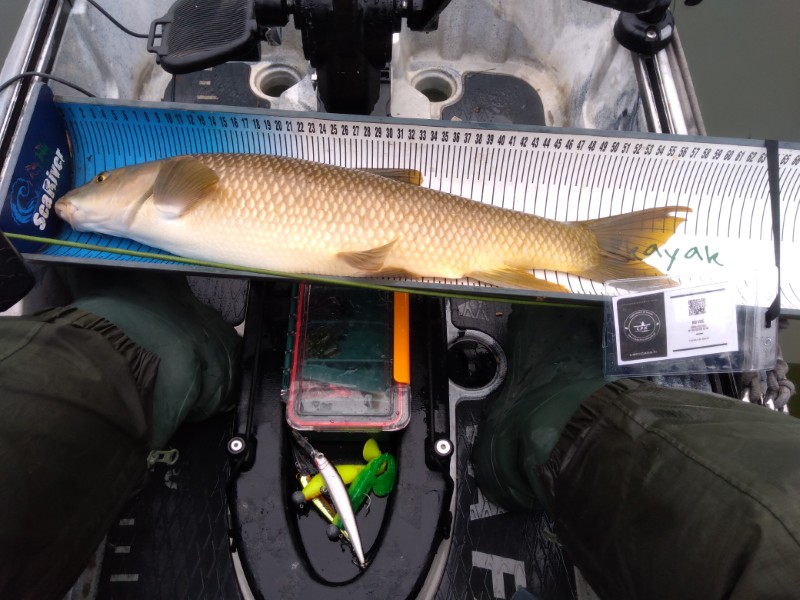 Fish Measure Picture