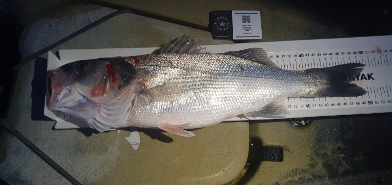 Fish Measure Picture