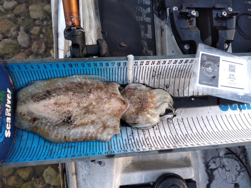 Fish Measure Picture
