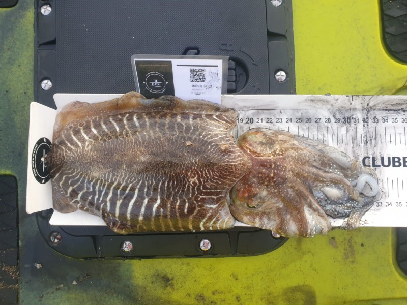 Fish Measure Picture